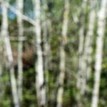 image: Image from the photoset ‘
schëfflenger bierg (iii)
’.