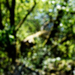 image: Image from the photoset ‘
schëfflenger bierg (iii)
’.