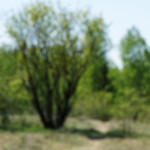 image: Image from the photoset ‘
schëfflenger bierg (iii)
’.