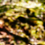 image: Image from the photoset ‘
schëfflenger bierg (iii)
’.