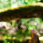 image: Image from the photoset ‘
schëfflenger bierg (iv)
’.