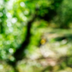 image: Image from the photoset ‘
schëfflenger bierg (iv)
’.