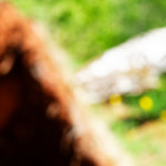 image: Image from the photoset ‘
schëfflenger bierg (iv)
’.