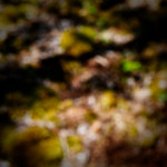 image: Image from the photoset ‘
schëfflenger bierg (iv)
’.