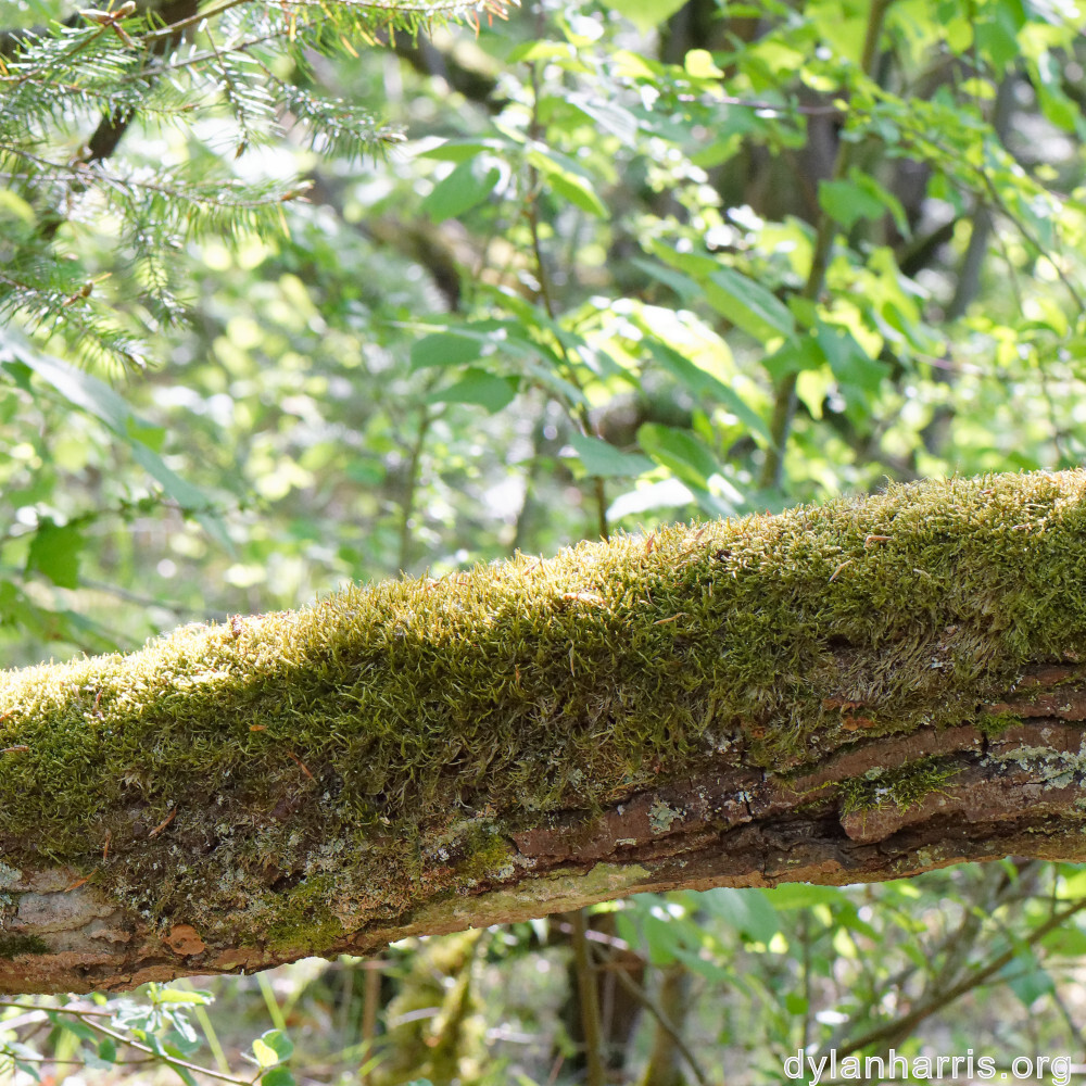 image: This is ‘
schëfflenger bierg (v) 1
’.