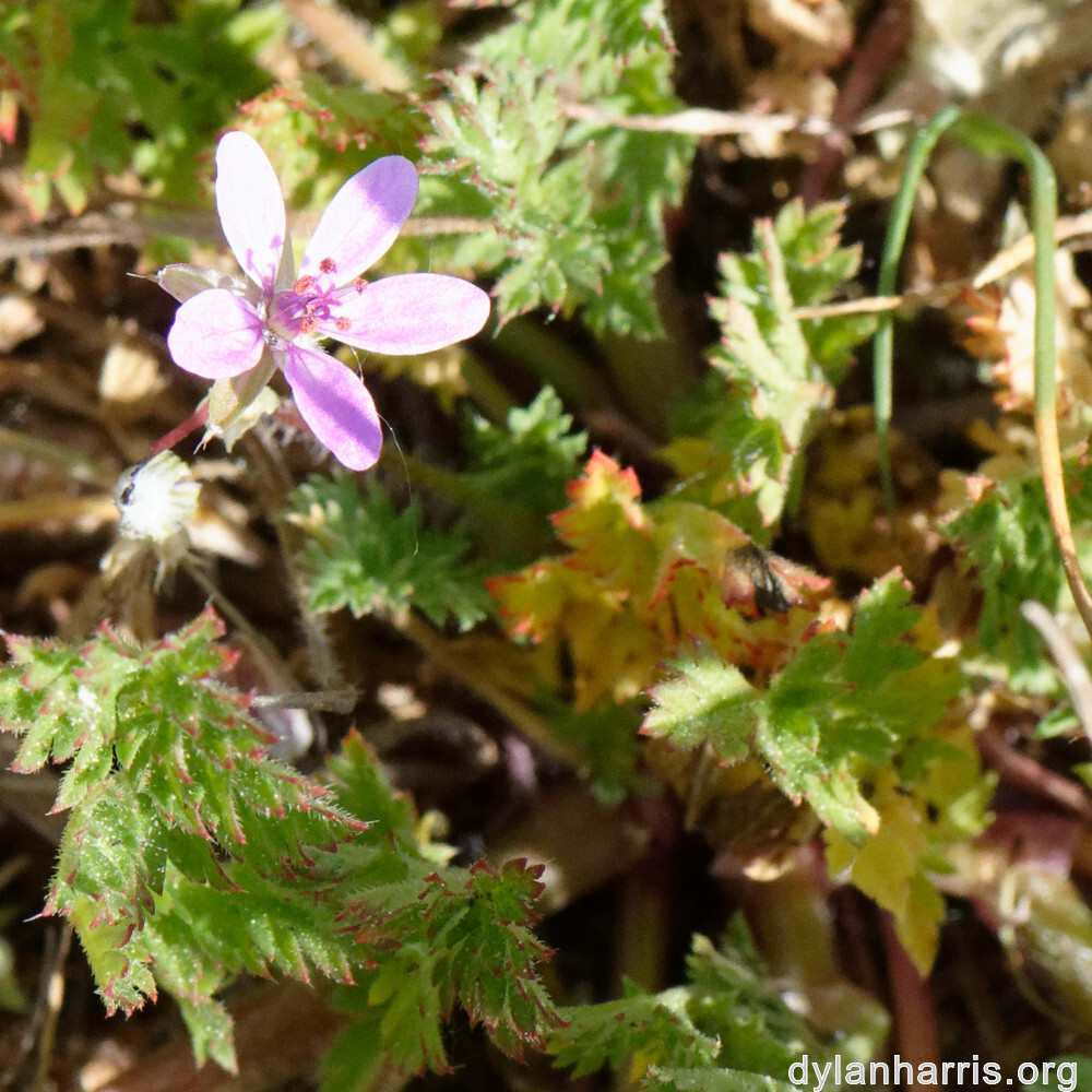 image: This is ‘
schëfflenger bierg (v) 2
’.