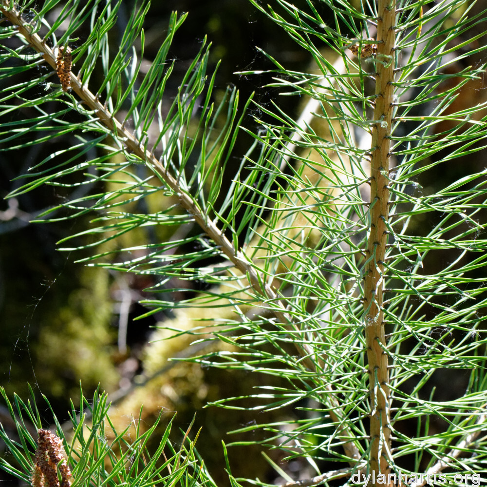 image: This is ‘
schëfflenger bierg (v) 5
’.