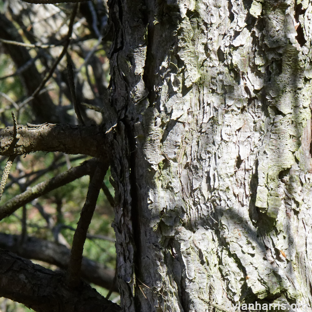 image: This is ‘
schëfflenger bierg (v) 7
’.