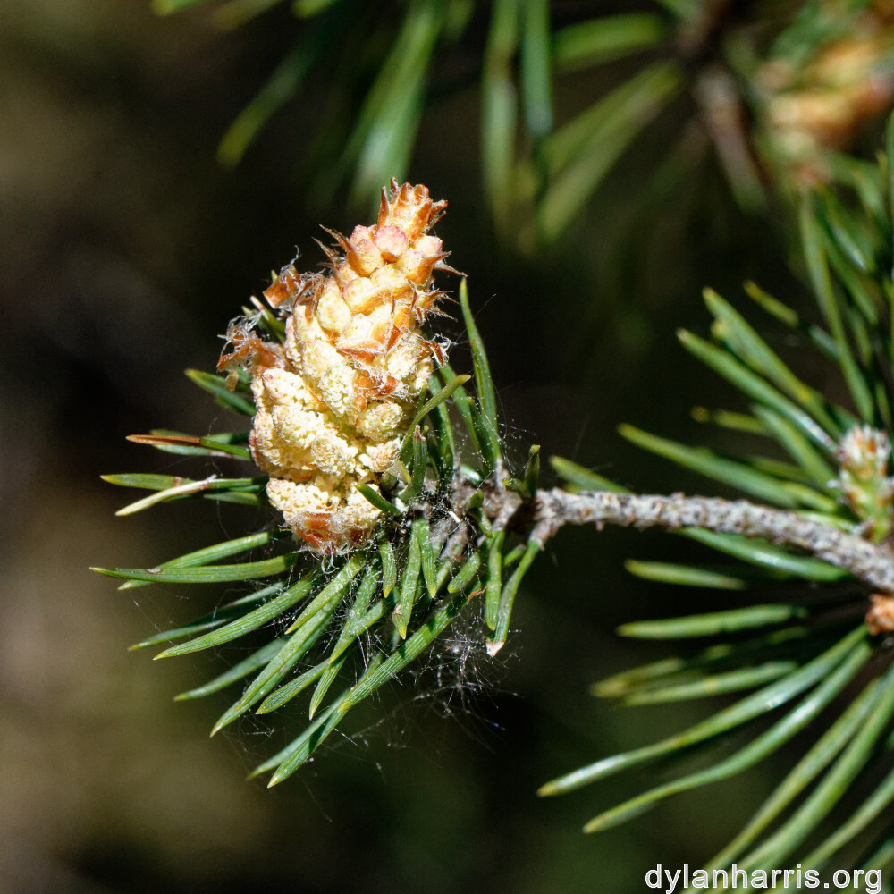 image: This is ‘
schëfflenger bierg (v) 8
’.