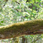 image: Image from the photoset ‘
schëfflenger bierg (v)
’.