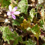 image: Image from the photoset ‘
schëfflenger bierg (v)
’.