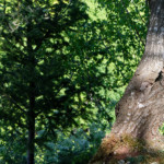 image: Image from the photoset ‘
schëfflenger bierg (v)
’.