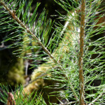 image: Image from the photoset ‘
schëfflenger bierg (v)
’.