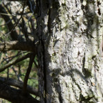 image: Image from the photoset ‘
schëfflenger bierg (v)
’.