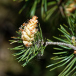 image: Image from the photoset ‘
schëfflenger bierg (v)
’.