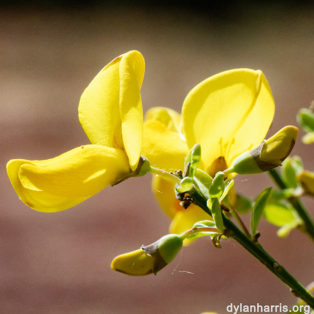 image: This is ‘
schëfflenger bierg (vi) 2
’.