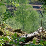 image: Image from the photoset ‘
schëfflenger bierg (vi)
’.