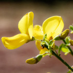 image: Image from the photoset ‘
schëfflenger bierg (vi)
’.