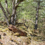 image: Image from the photoset ‘
schëfflenger bierg (vi)
’.