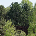 image: Image from the photoset ‘
schëfflenger bierg (vi)
’.