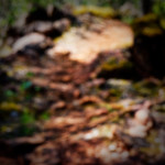 image: Image from the photoset ‘
schëfflenger bierg (vii)
’.