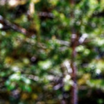 image: Image from the photoset ‘
schëfflenger bierg (viii)
’.