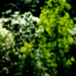 image: Image from the photoset ‘
schëfflenger bierg (viii)
’.