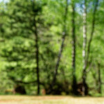 image: Image from the photoset ‘
schëfflenger bierg (viii)
’.