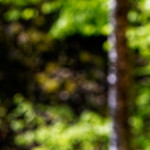 image: Image from the photoset ‘
schëfflenger bierg (viii)
’.