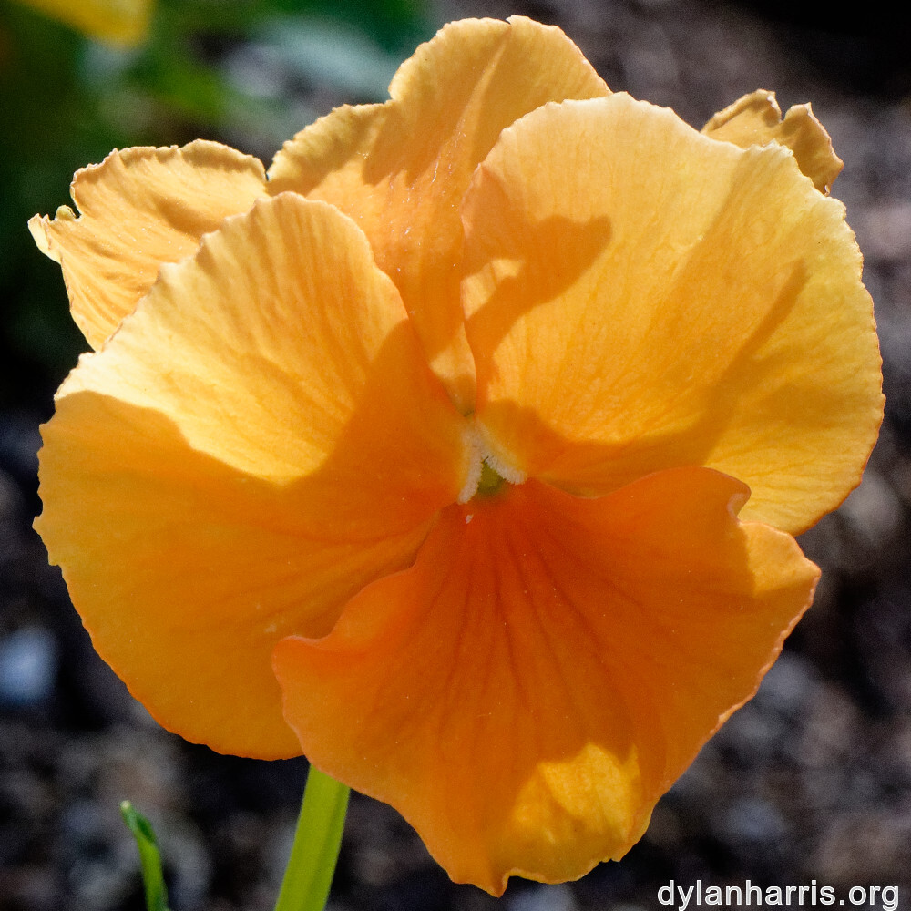 image: This is ‘
escher blummen (cli) 1
’.