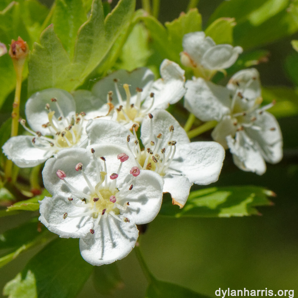 image: This is ‘
escher blummen (cli) 2
’.