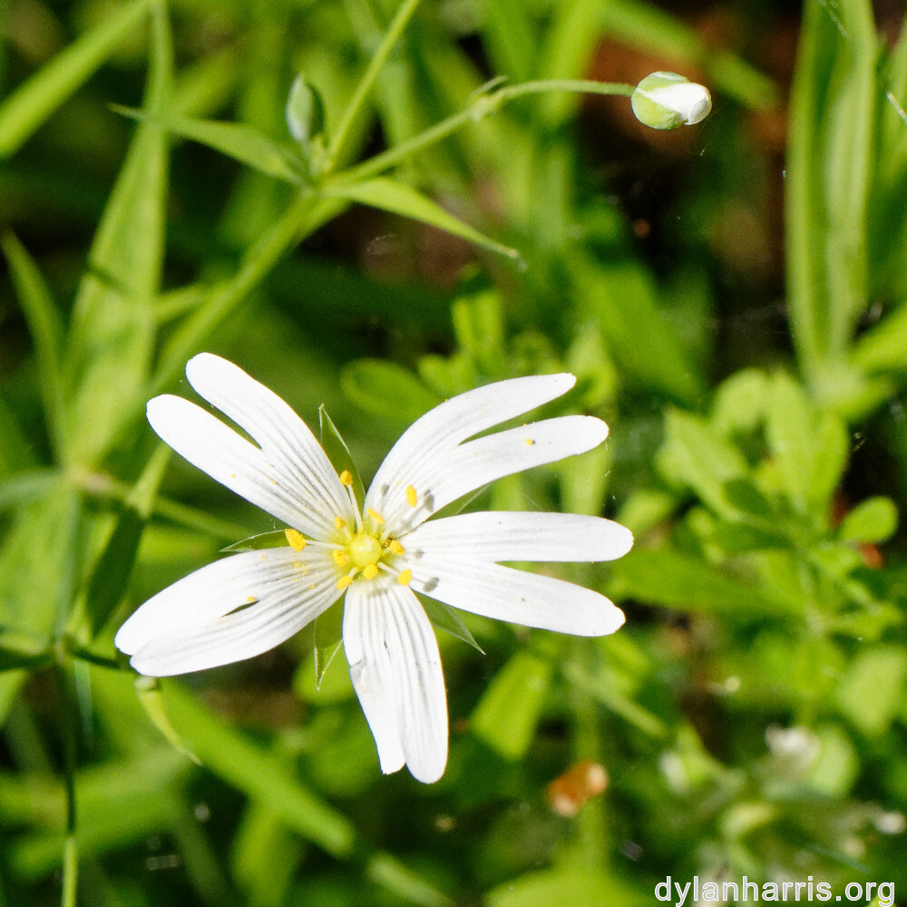 image: This is ‘
escher blummen (cli) 3
’.