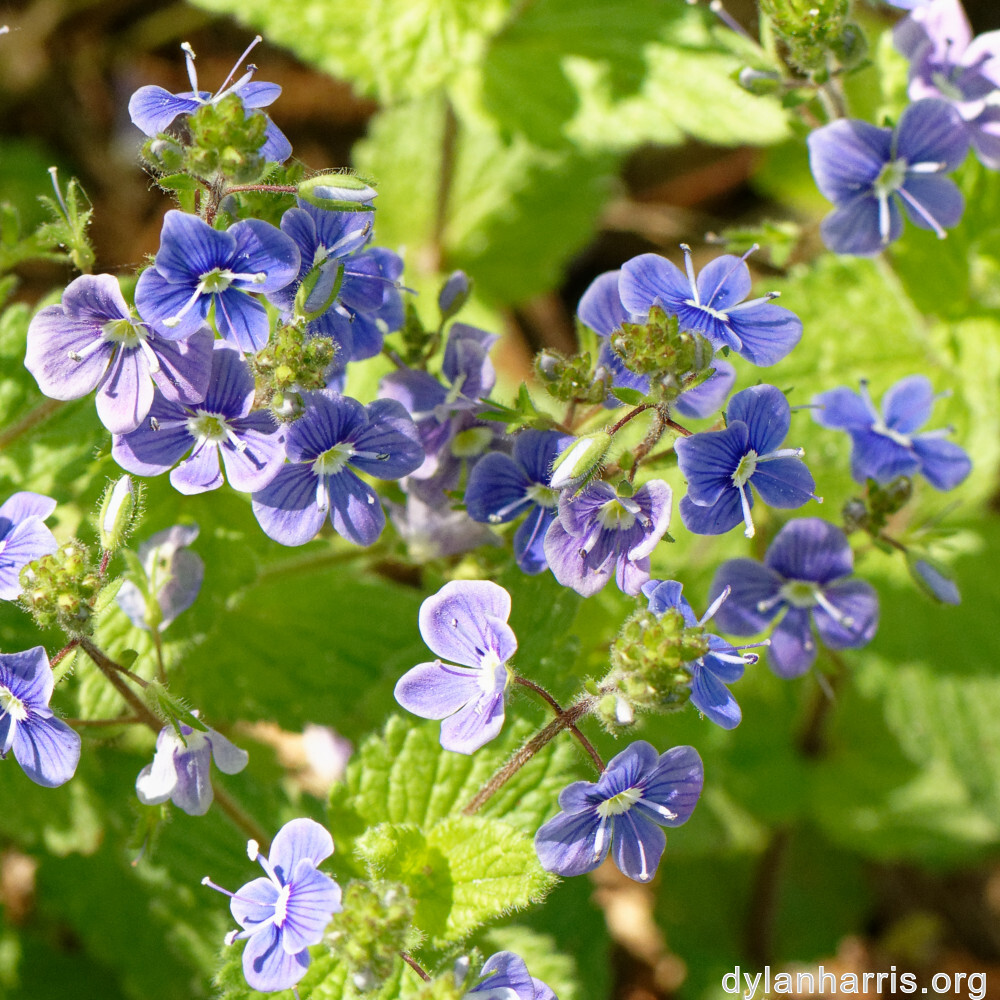 image: This is ‘
escher blummen (cli) 4
’.