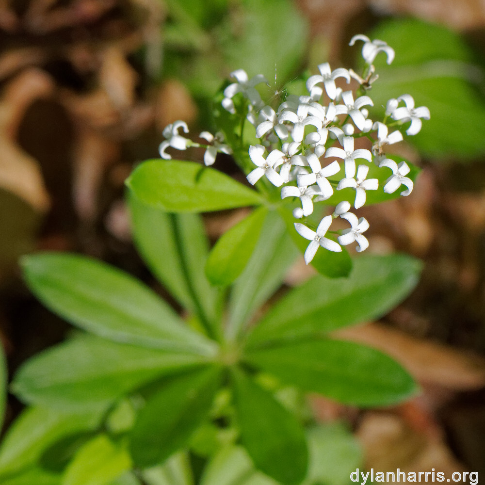 image: This is ‘
escher blummen (cli) 5
’.