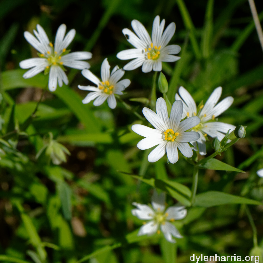 image: This is ‘
escher blummen (cli) 6
’.