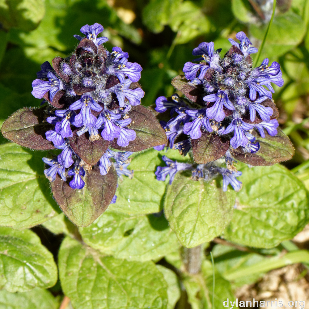 image: This is ‘
escher blummen (cli) 7
’.