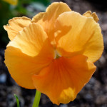 image: Image from the photoset ‘
escher blummen (cli)
’.