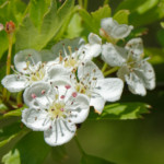 image: Image from the photoset ‘
escher blummen (cli)
’.