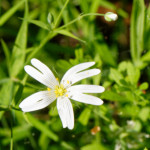 image: Image from the photoset ‘
escher blummen (cli)
’.