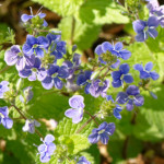 image: Image from the photoset ‘
escher blummen (cli)
’.