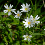 image: Image from the photoset ‘
escher blummen (cli)
’.