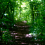 image: Image from the photoset ‘
schëfflenger bierg (ix)
’.