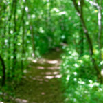 image: Image from the photoset ‘
schëfflenger bierg (ix)
’.