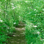 image: Image from the photoset ‘
schëfflenger bierg (ix)
’.