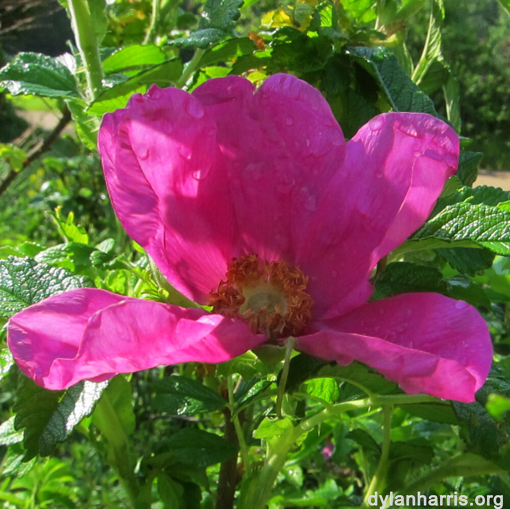 image: This is ‘
belvaux (i) 1
’.