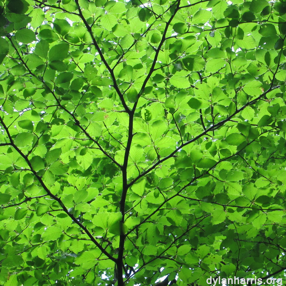 image: This is ‘
belvaux (i) 2
’.