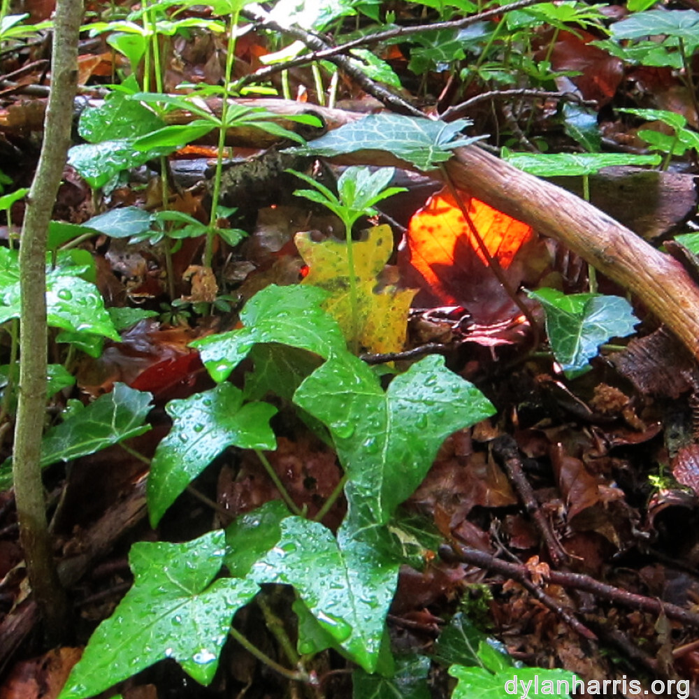 image: This is ‘
belvaux (i) 6
’.