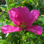 image: Image from the photoset ‘
belvaux (i)
’.