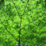 image: Image from the photoset ‘
belvaux (i)
’.