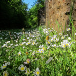 image: Image from the photoset ‘
belvaux (i)
’.